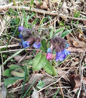 fleurs bleues.jpg