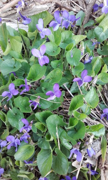 violettes