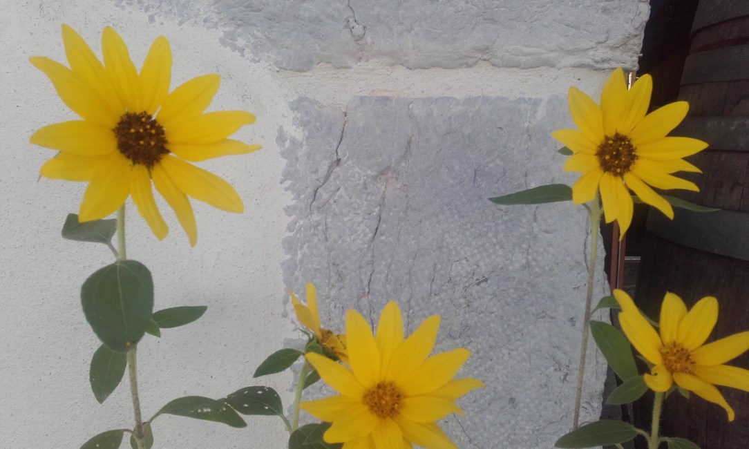 sunflowers.jpg