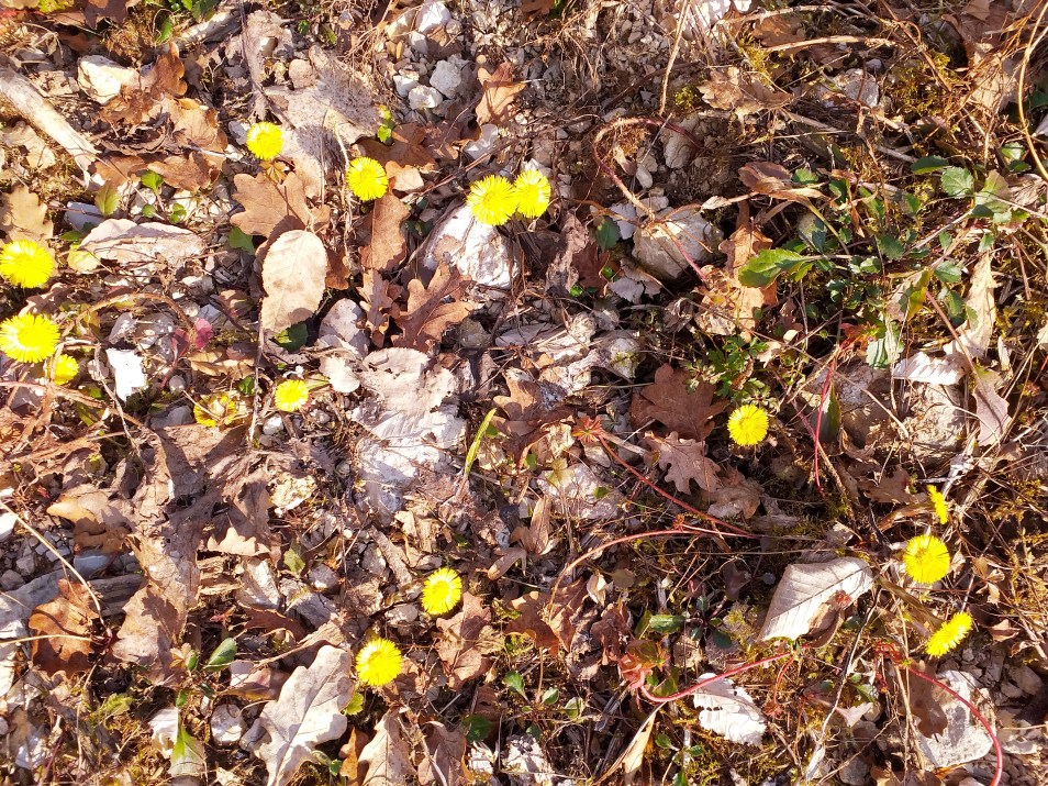 spring 2019.jpg