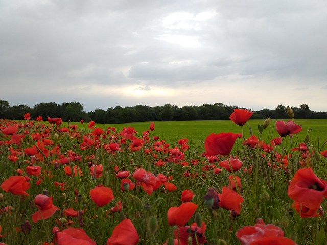 20190614_203415.jpg