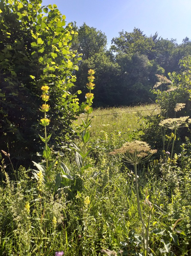 20190628_110404