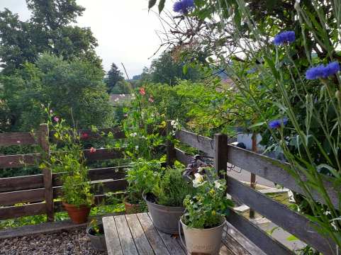 terrasse fleurs 2