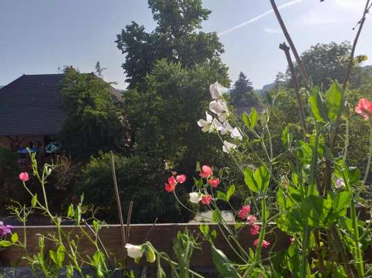 terrasse fleurs 3